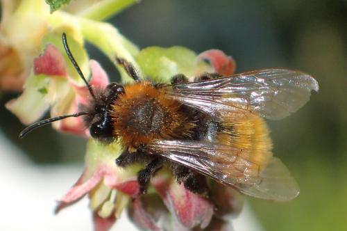 Réf. 194 184 : Andrena fulva